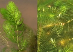 Ceratophyllum submersum / Sima tócsagaz, Borzhínár